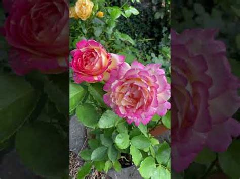 East Facing Garden Plus David Austin Roses Marc Chagall Rose