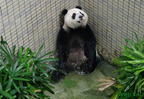 臺北市立動物園 新聞稿 氣溫總算轉趨涼爽 大貓熊輪流出外場