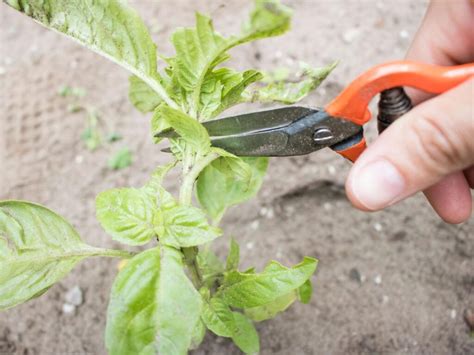 How To Prune Herbs For The Best And Freshest Results Gardening Sun