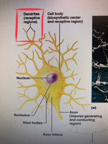 Neuron Flashcards Quizlet