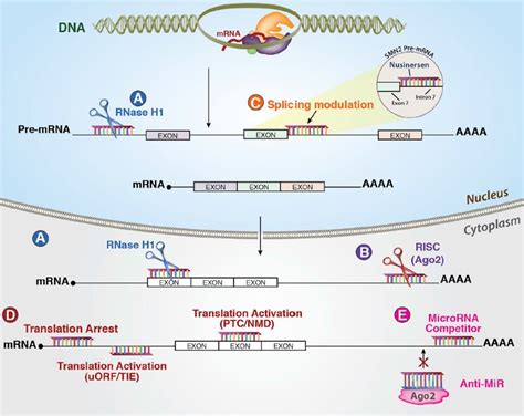 Rna Sirna