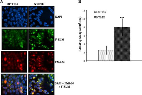 Increased Accumulation Of F BLM In NT2 D1 Cells A Fluorescence