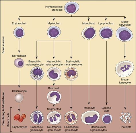 5 Hematology Nurse Key