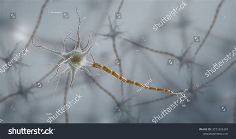 Typical Neuron Consists Cell Body Dendrites Stock Illustration ...