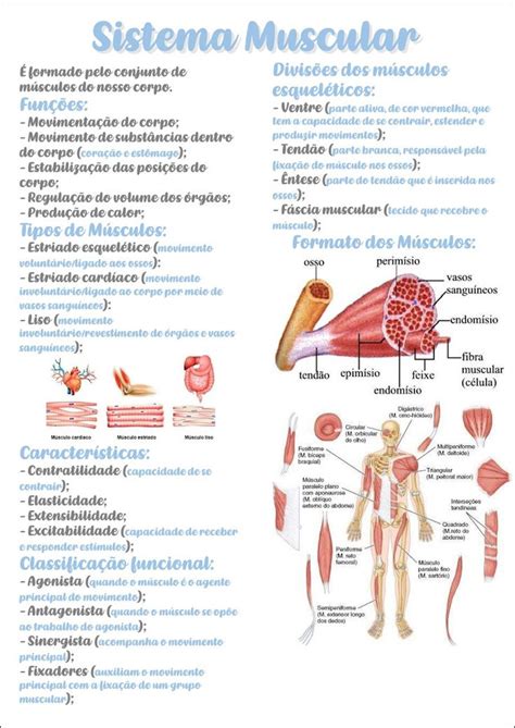 Mapa Mental Sobre O Sistema Muscular Medicine Student Study