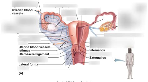 Ovaries Diagram Diagram | Quizlet