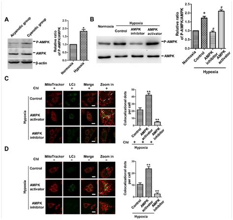 Activation Of AMPK Is Critical For Mitophagy Under Hypoxia A