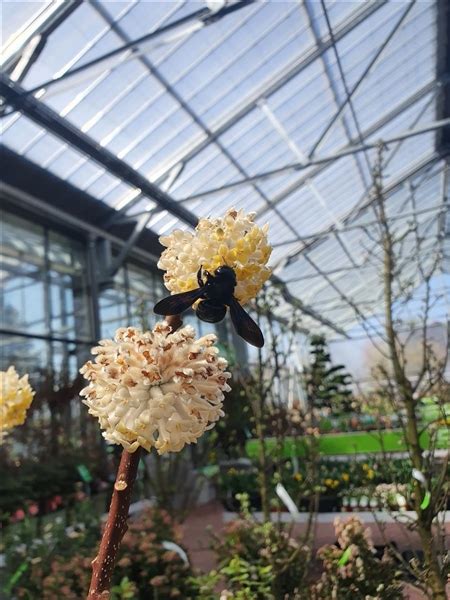 Biodiversität und Daepp Gartenpflanzen Daepp