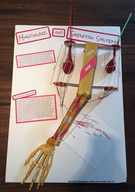 This Is A Picture Of A Model Of The Muscular And Skeletal System In The Arm That I Crea Human