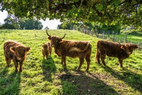 Highland Cattle: Get to Know This Sweet, Gentle Breed