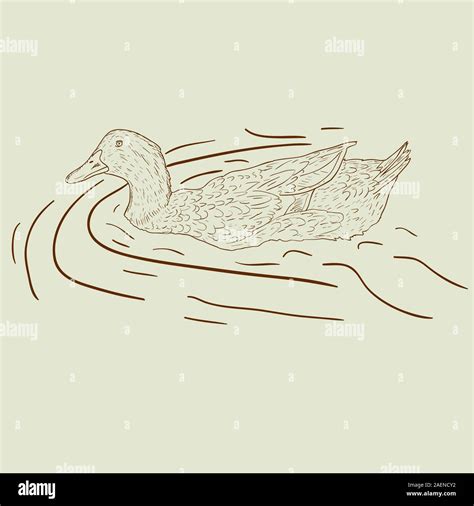 Wild duck. Hand-painted vector illustration Stock Vector Image & Art ...