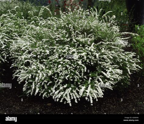 Botany Spiraea Bridal Wreath Spiraea X Arguta Flowering Bush