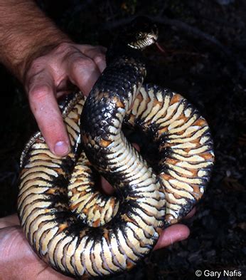 California’s Invaders: Southern Watersnake