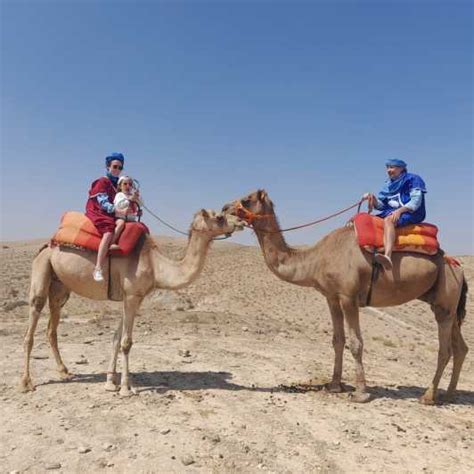 Giro In Cammello Nel Deserto Di Agafay Con Cena Berbera Da Marrakech