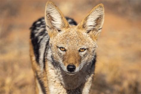 Black-Backed Jackal Facts - CRITTERFACTS