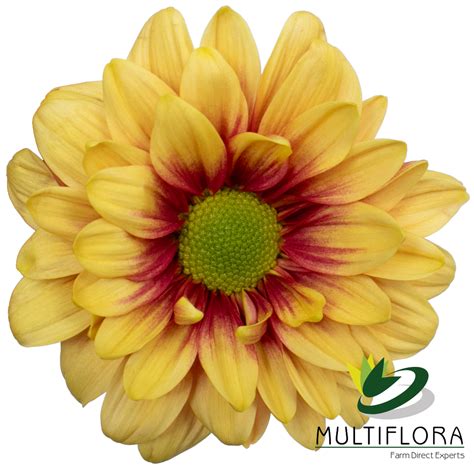 california vistaflor