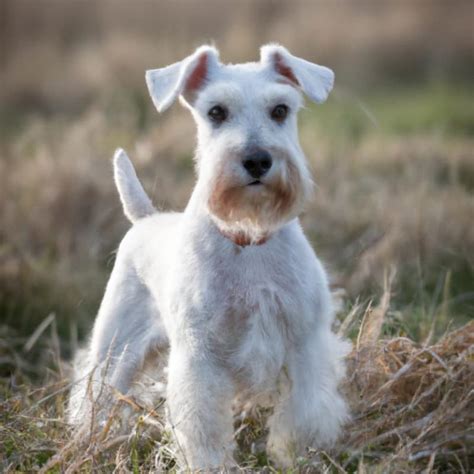 White Schnauzer Discover The Secrets Of This Rare Color