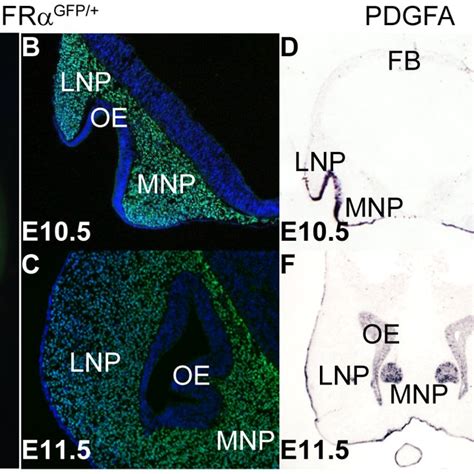 pdgfra   ligands pdgfa  pdgfc  expressed  midface