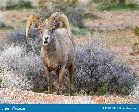 Wild Bighorn Sheep In The Valley Of Fire In Nevada Stock Photo Image