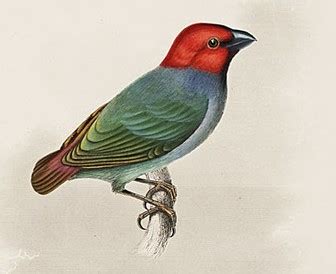 Red Headed Parrotfinch Pictures And Facts Birds