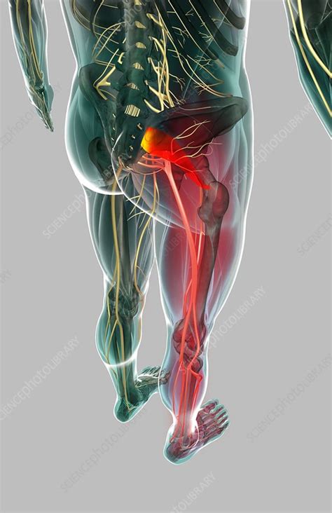 Piriformis Posterior View