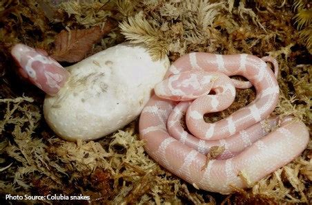 Story of the Scaleless Corn Snake – South Mountain Reptiles