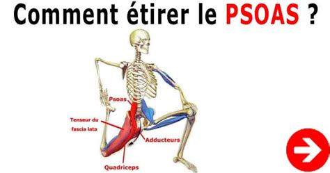 Psoas Iliaque Anatomie D Un Muscle Essentiel Pour Le Dos