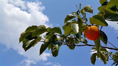 Persimmon Tree, Sky, Landscape. Free Stock Video - Pixabay