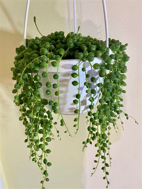 String Of Pearls Senecio Rowleyanus Live Succulent Plant Etsy