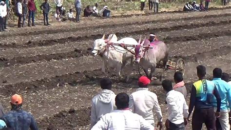 महाराष्ट्र बैलगाडी शर्यत Maharashtra Bailgadi Sharyat वाटेगाव