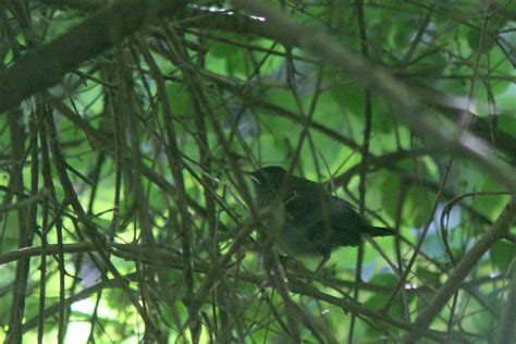 Gray Catbird Fledgling Belchertown Land Trust Trail Belch Flickr