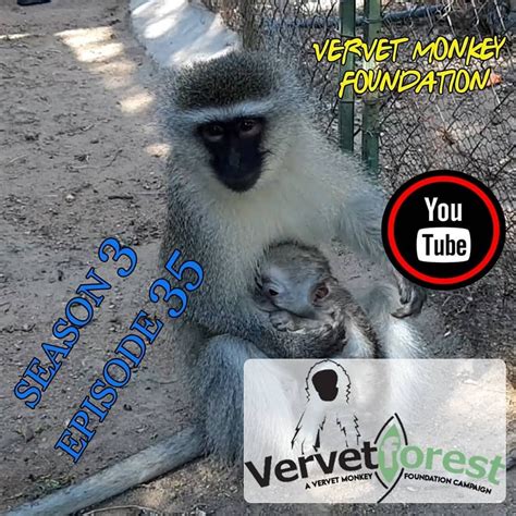 Volunteer Vacancies | Vervet Monkey Foundation