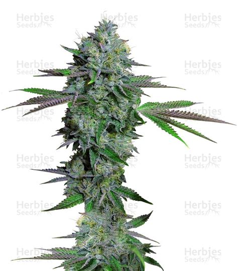 Buy Cataract Kush feminized seeds by DNA Genetics - Herbies Seeds