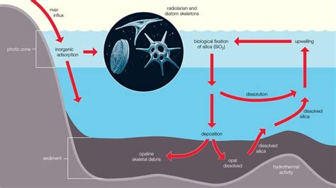 Marine Ecosystem Physical And Chemical Properties Of Seawater Britannica