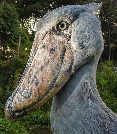 Shoebill Prehistoric Dinosaur Looking Bird Sounds Like A Machine Gun