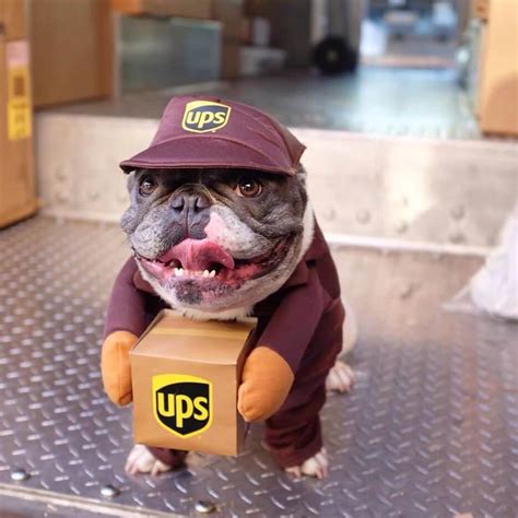 Dog USPS UPS Costume – Frenchiely