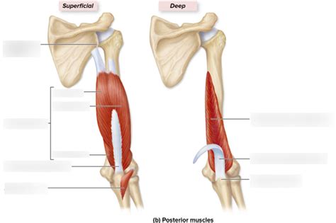 Superficial And Deep View Of The Posterior Arm Muscles Diagram Diagram