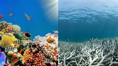 Petition · Save The Great Barrier Reef ·