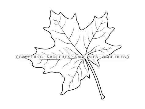 Maple Leaf Outline Svg Maple Leaf Svg Autumn Maple Leaf Clipart