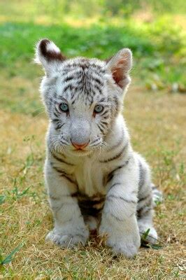 White Tiger cub - Mia444 Photo (37287845) - Fanpop