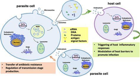 Frontiers Biogenesis And Biological Functions Of Extracellular