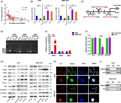 Yy1 Activates Hoxd3 Expression Directly A The Relationship Between