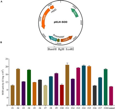 Frontiers Enhanced Antioxidant Activity In Streptococcus Thermophilus