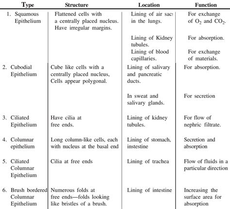 Epithelial Tissues And Their Functions