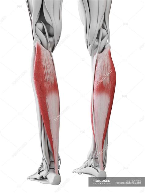 Male anatomy showing Soleus muscle, computer illustration. — 3d ...