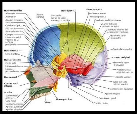 vista lateral de cráneo infografia Medical anatomy Dental anatomy