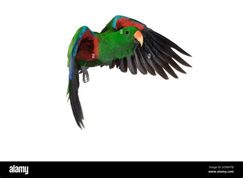 Eclectus Parrot Eclectus Roratus Male In Flight Against White