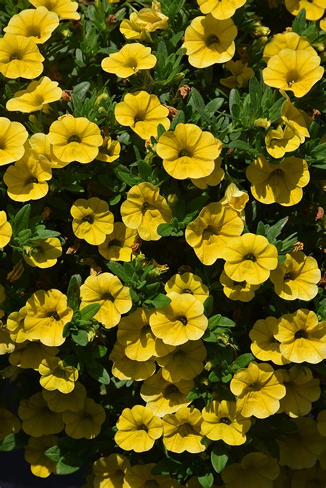 Lia Yellow Calibrachoa Calibrachoa Lia Yellow In Bourbonnais Tinley