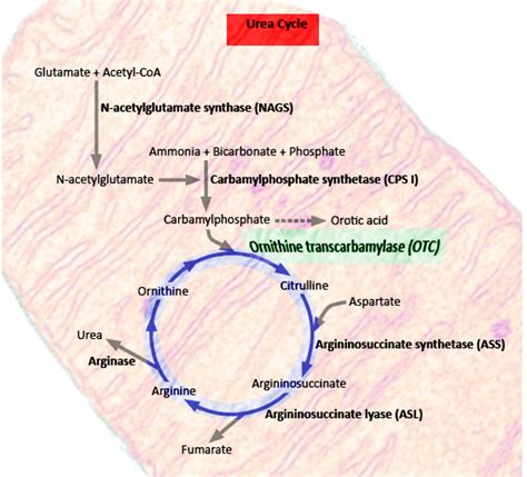 Figure Urea Cycle Image Courtesy S Bhimji Md Statpearls Ncbi