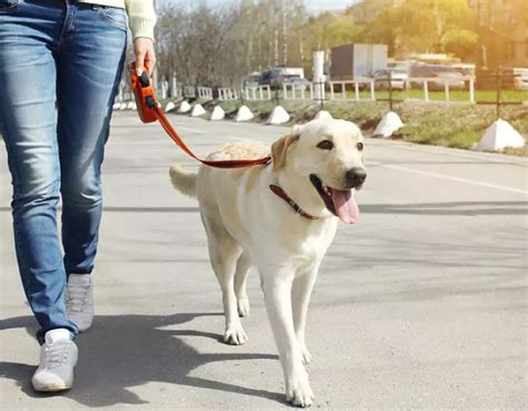 Sabes C Mo Educar A Un Perro Adulto Tips Efectivos